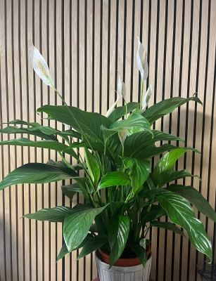 Peace Lily planter