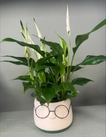 Lily Planter